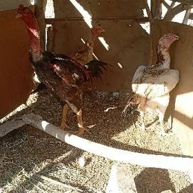 baysow
