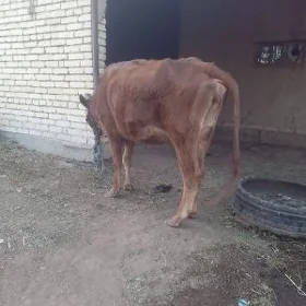 Bogaz sygyr