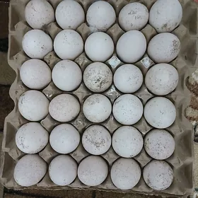 Induk ỳumurtga