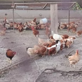 400 sany mesnyý towuk