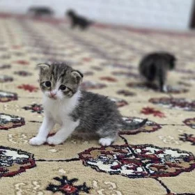 Yatyk gulak pişik