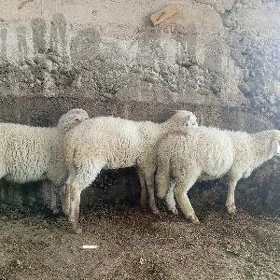 Merenos