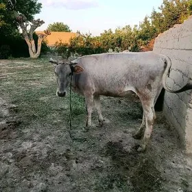 sygyr
