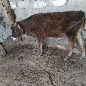 OKÜZ TOHUM