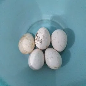 induk yumurtga