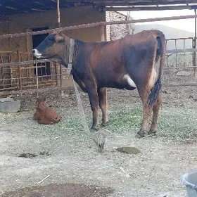 goleli