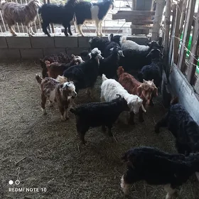 geci owlak, goyun