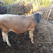 Okuz