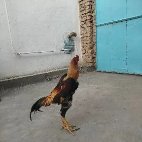 Baysy horaz