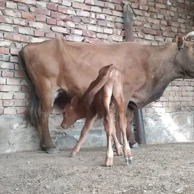 sygyr göleli
