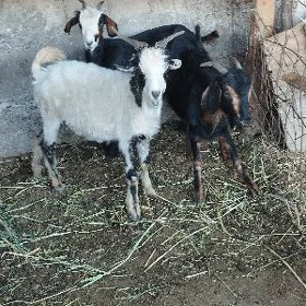 dog çewiş geci