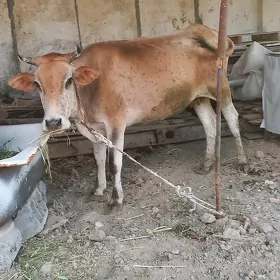 sygyr