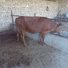 tüwe