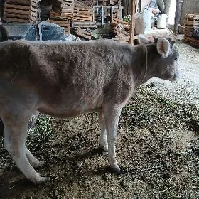 Tüwe
