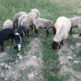 Goýun