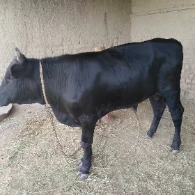 Uly  öküz