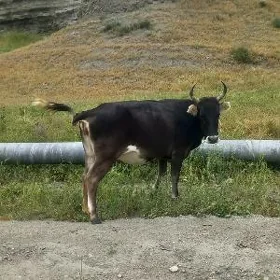 sygyr