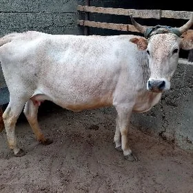 Tanaly sygyr