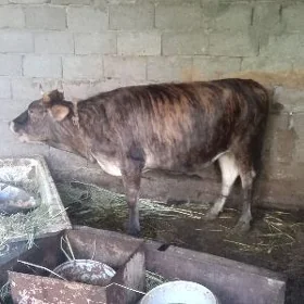 Lm2 yasan Tüve ,