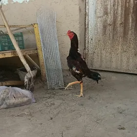 Horaz