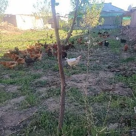 guzlayjy towuklar
