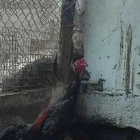 BAYSOW