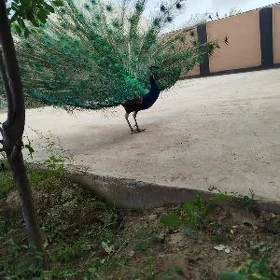Tawus guş