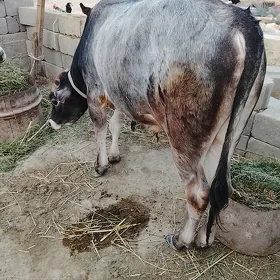 Ökûz