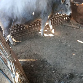 ÖKÜZ
