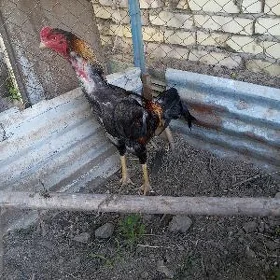 Байсы хораз