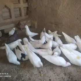 keteri