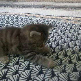 pişik
