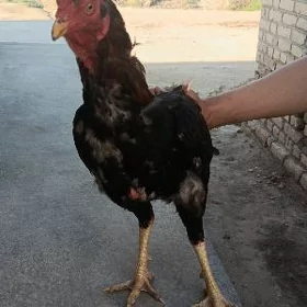 Dakan horaz