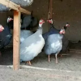 sisarkan yumurtgasy