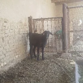 Geçi