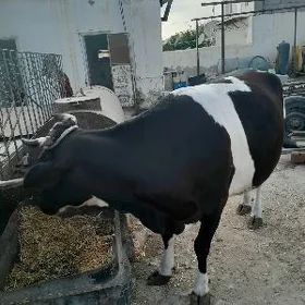 сыгыр