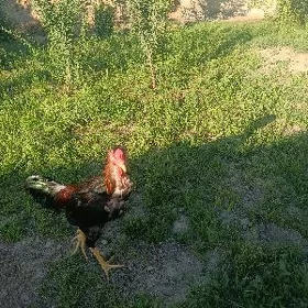 horaz
