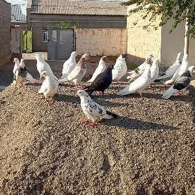 Kepderi