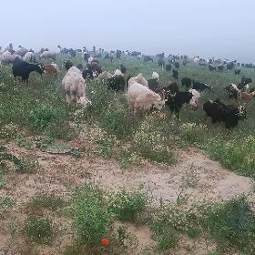 dog erkeç дог