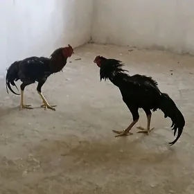 baýsok horaz