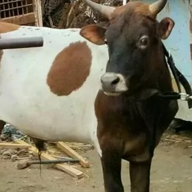 iki öküz 1  sygyr