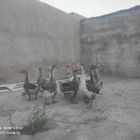 Uly guslar