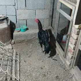 Horaz