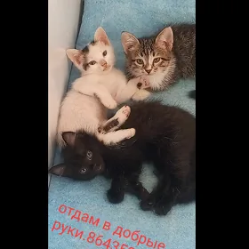 животные