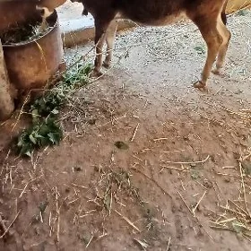 Göle