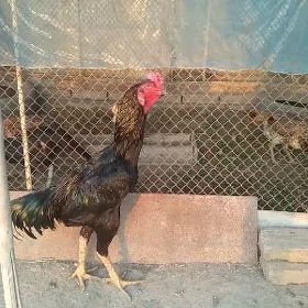 Pyrça horaz