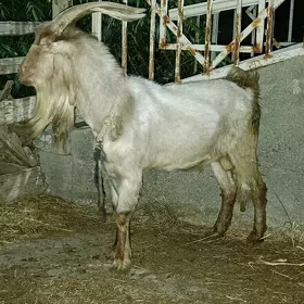 TEKE HÖWÜRLIK