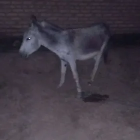 eşek. araba