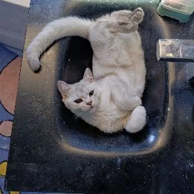 Pişik/Кошка
