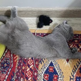 Pişik/ Кошка